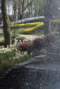 TREES AND FLOWERS