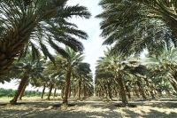 AGRICULTURAL