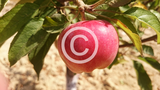AGRICULTURAL
