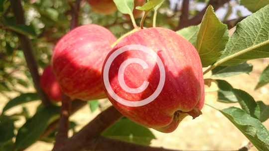 AGRICULTURAL
