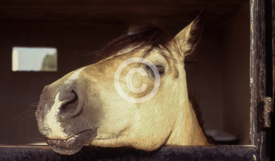 ANIMALS