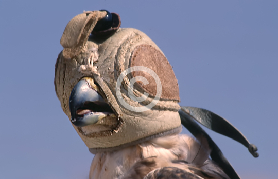 ANIMALS