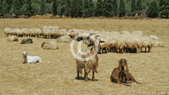 ANIMALS