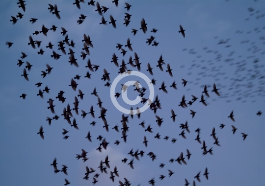 BIRDS