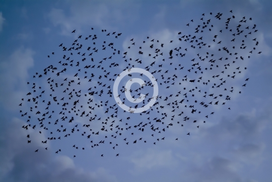 BIRDS