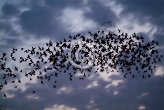 BIRDS