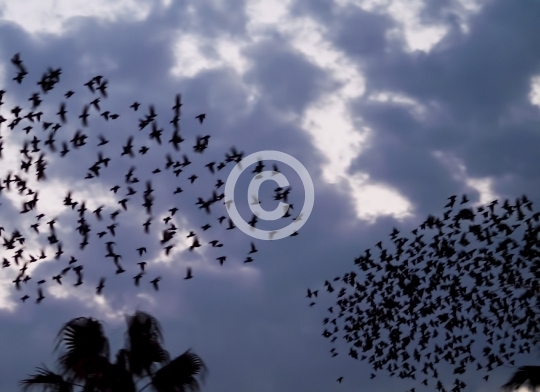 BIRDS
