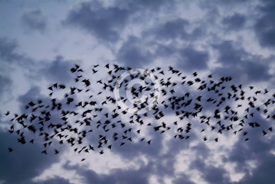 BIRDS