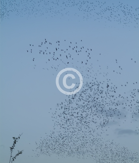 BIRDS