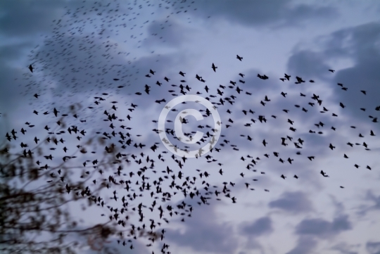 BIRDS