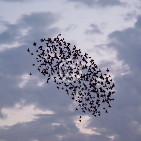 BIRDS