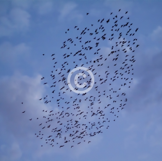 BIRDS