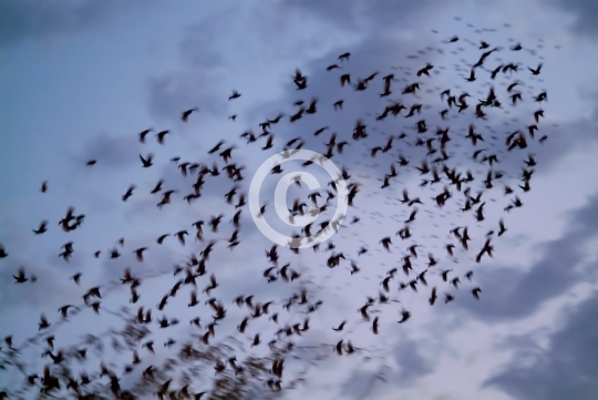 BIRDS