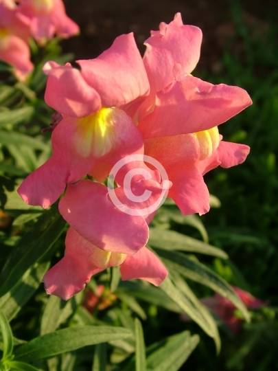 FLOWER