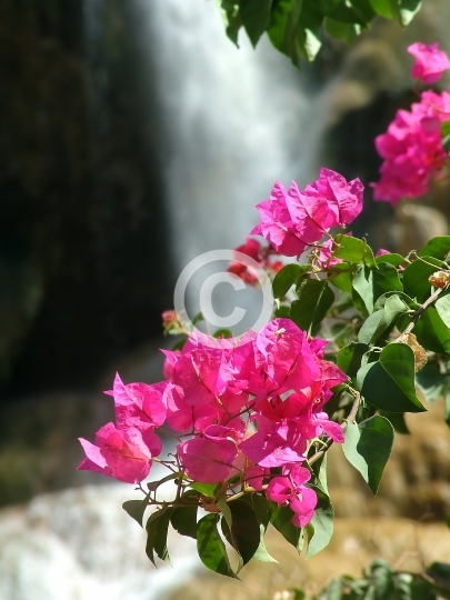 FLOWER
