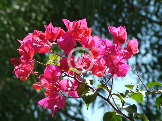 FLOWER