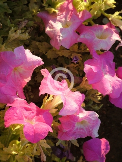 FLOWERS
