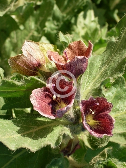 FLOWERS