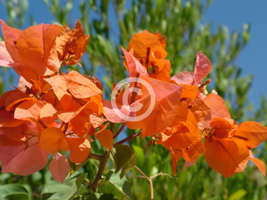 FLOWERS