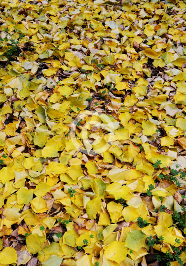 LEAVES