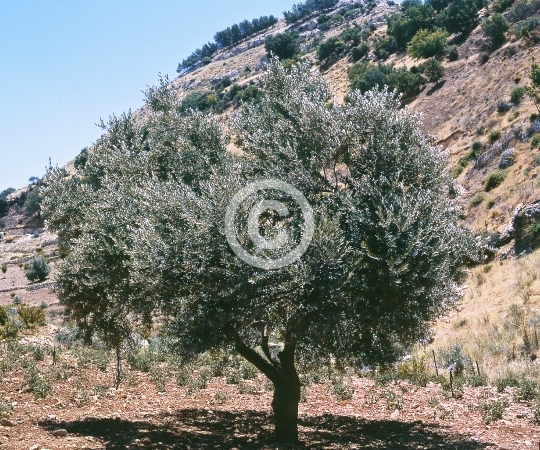 OLIVE TREE