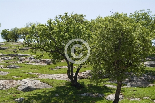 TREES