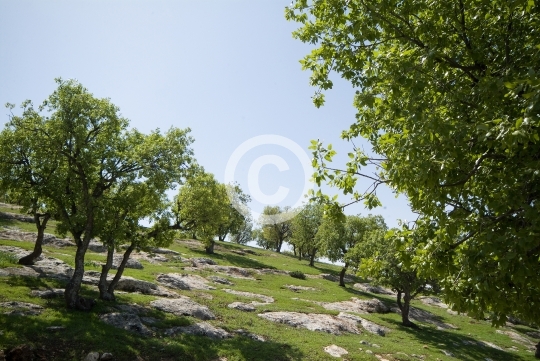 TREES
