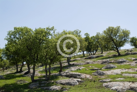 TREES