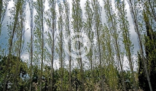 TREES