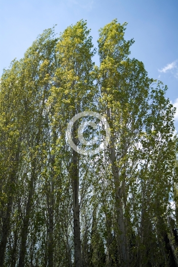 TREES
