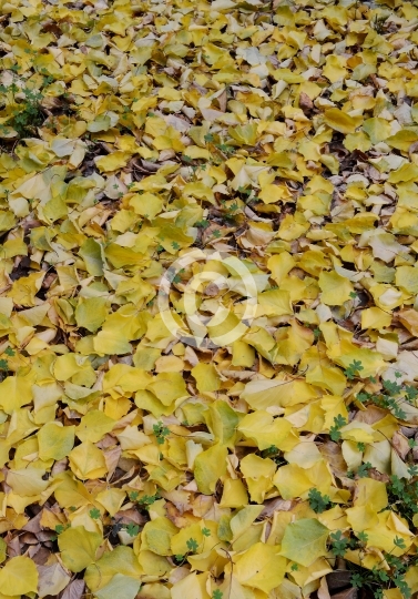 TREES