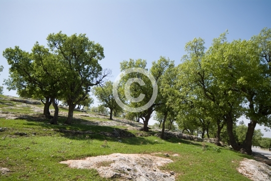 TREES