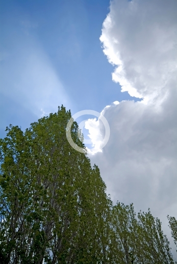 TREES