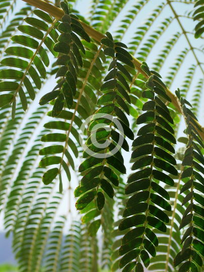 TREES