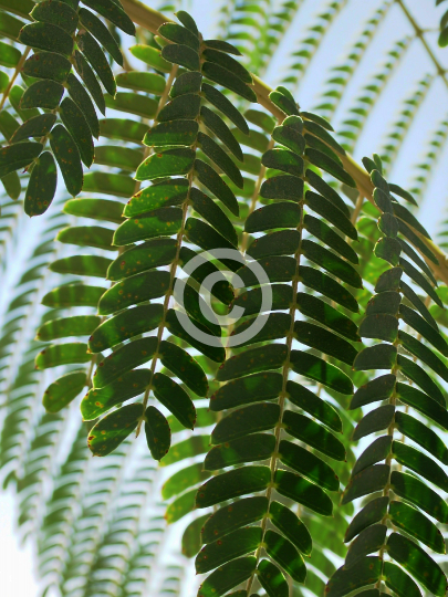 TREES