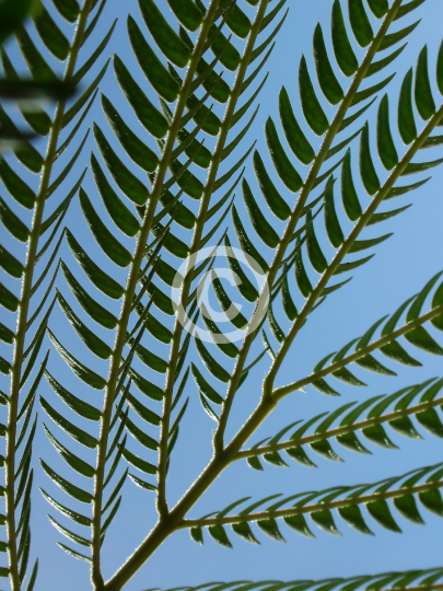 TREES