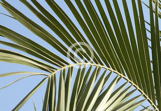 TREES
