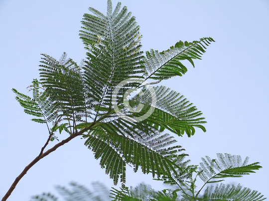 TREES
