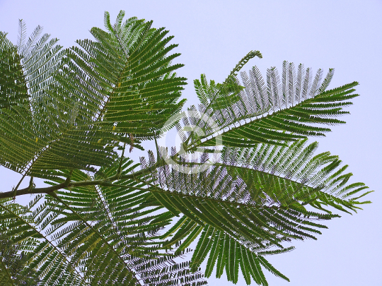 TREES
