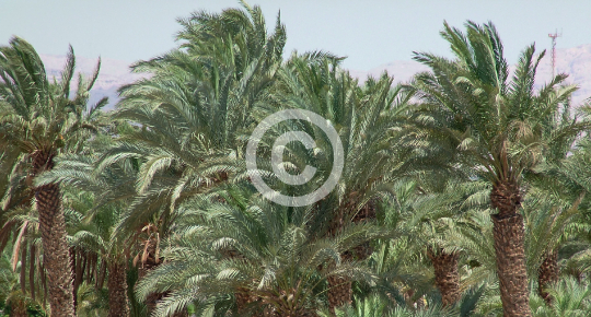 TREES