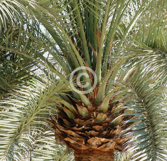 TREES
