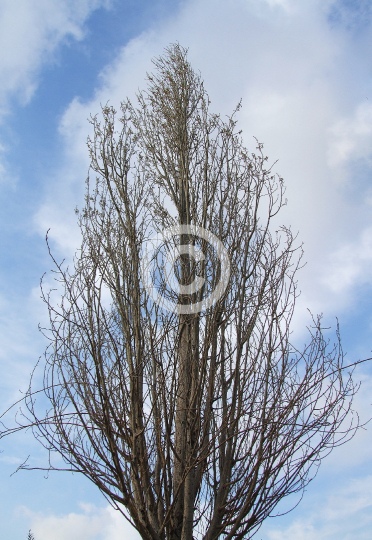 TREES