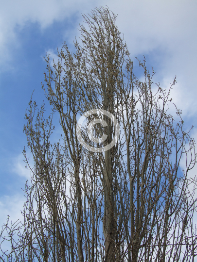 TREES