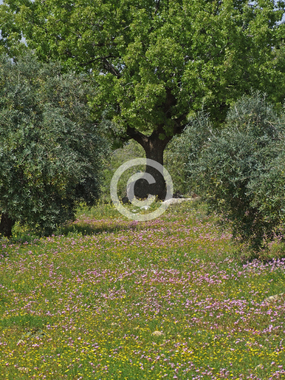 TREES