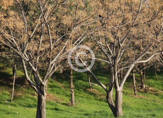 TREES