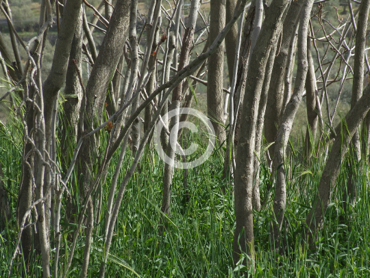 TREES