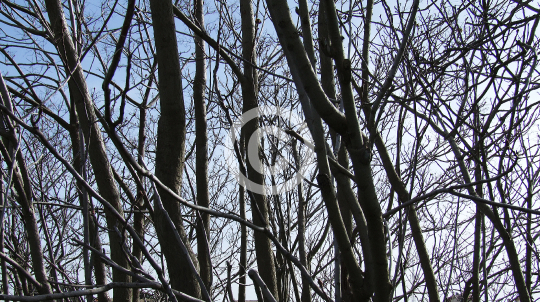 TREES