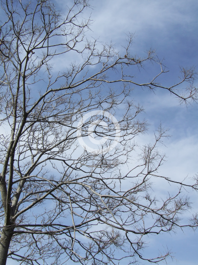 TREES