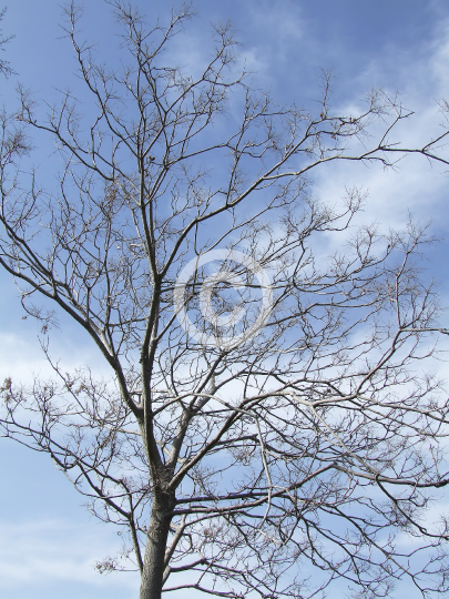 TREES