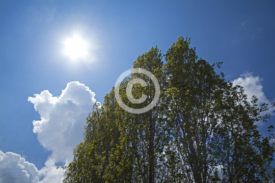 TREES